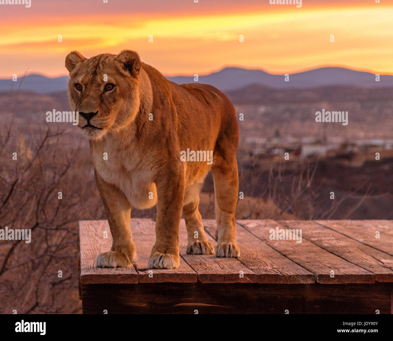 Sunrise Lion Stock Photo