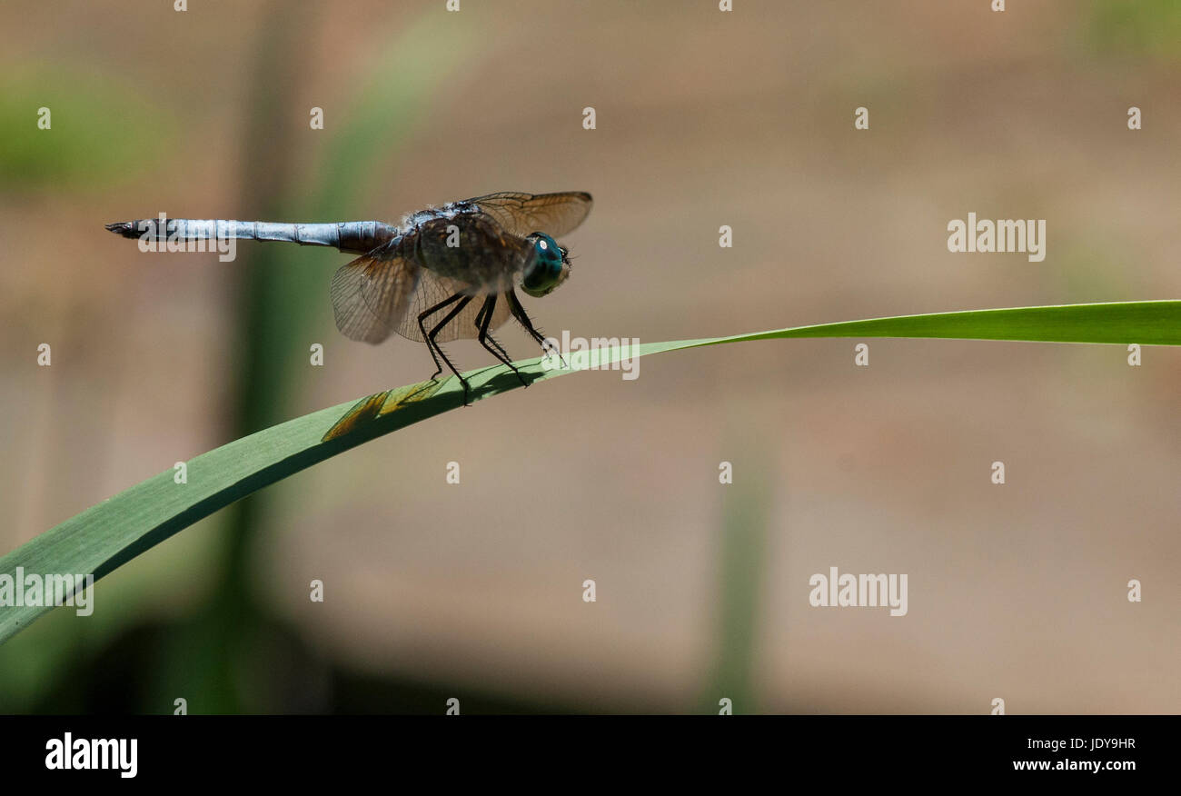 WIDOW SKIMMER DRAGONFLY ON GRASS Stock Photo - Alamy