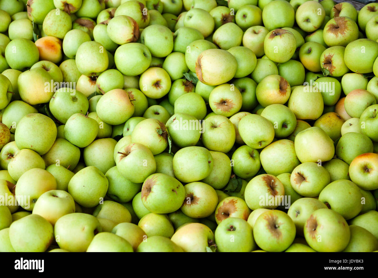 Bin of Green Apples After Fall Harvesting Stock Photo Alamy