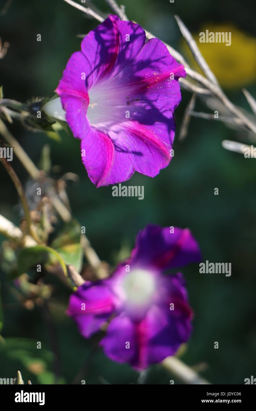 violette blumen lila blüten Stock Photo