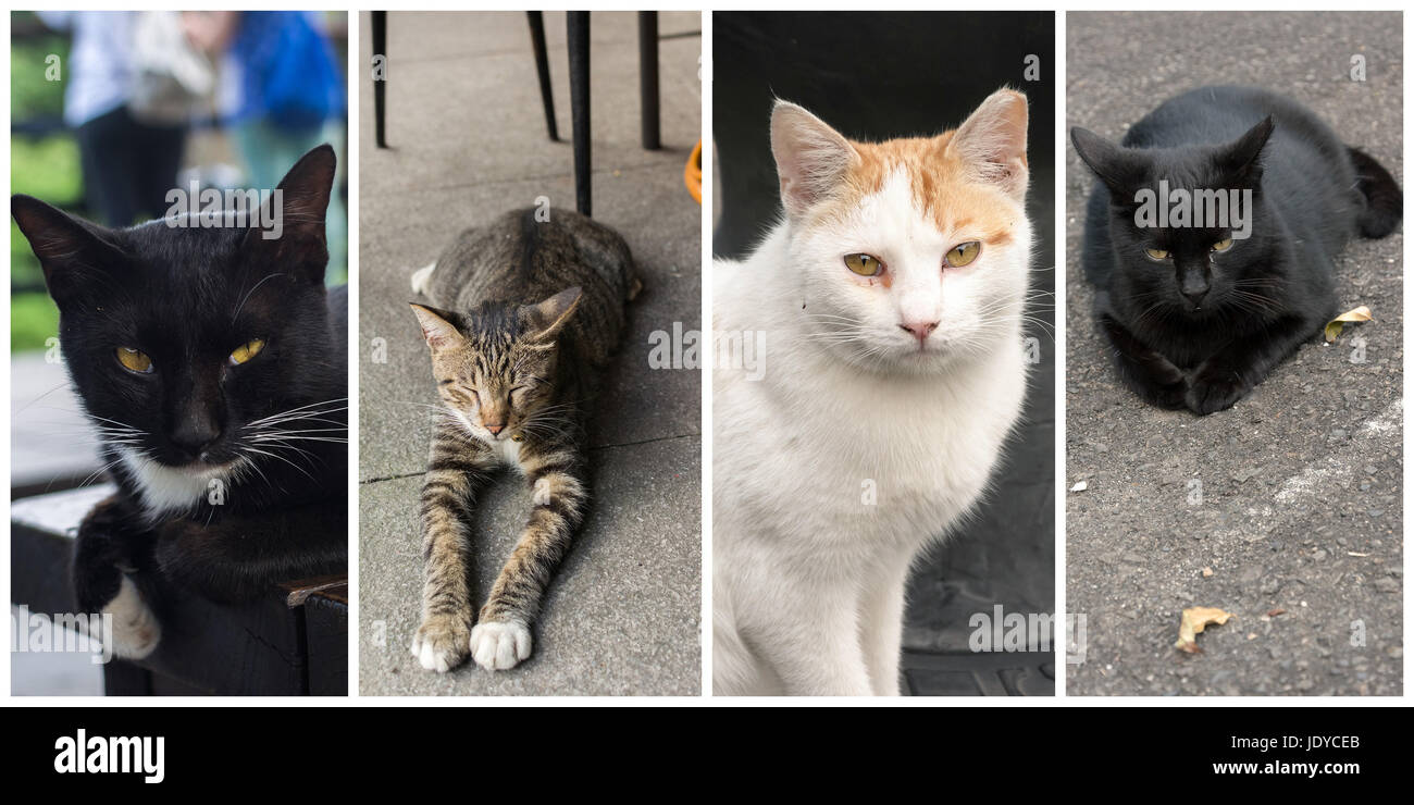 Collection of cat on the street in daytime Stock Photo - Alamy