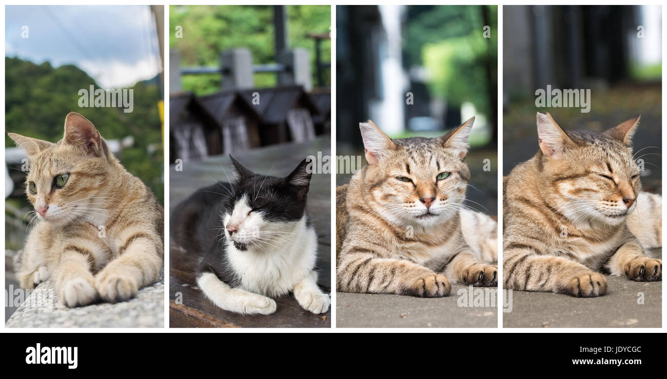 Collection of cat on the street in daytime Stock Photo - Alamy