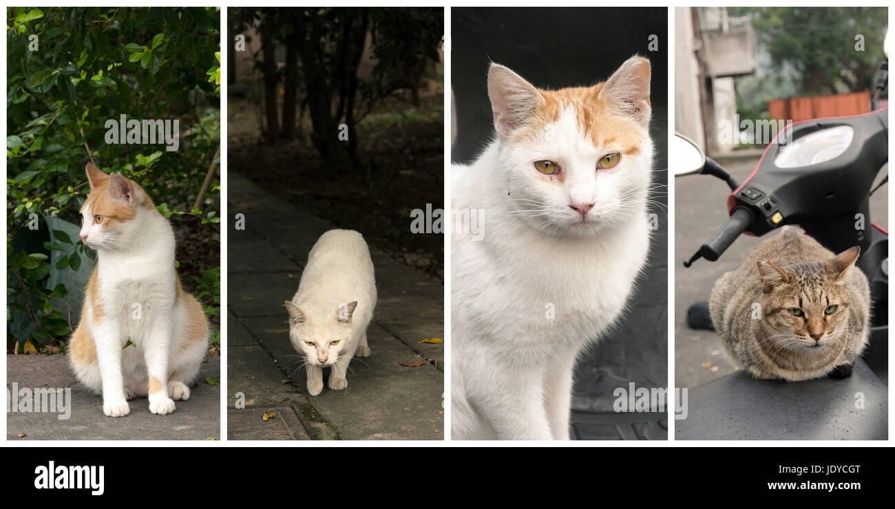 Collection of cat on the street in daytime Stock Photo - Alamy