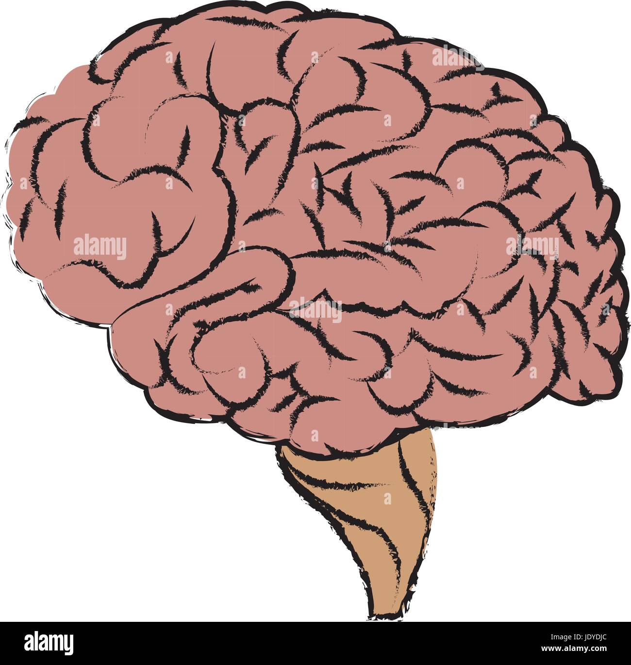 human brain organ medical healthcare science Stock Vector Image & Art ...