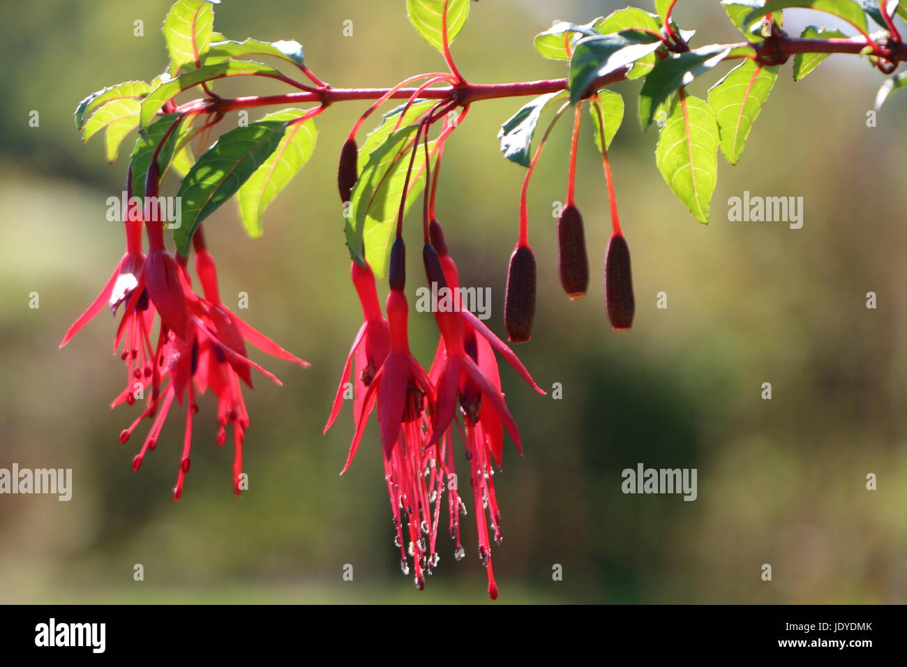 flowers of fuchsia magellanica Stock Photo