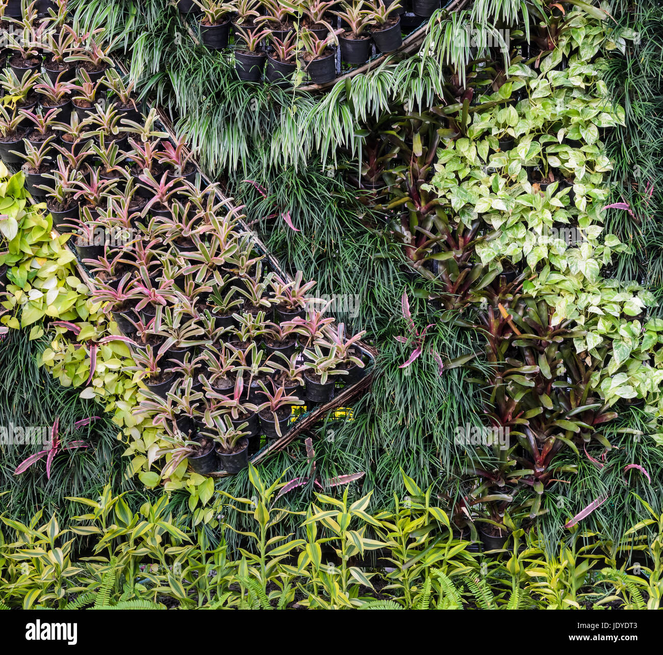 Beautiful decorative foliage garden wall Stock Photo