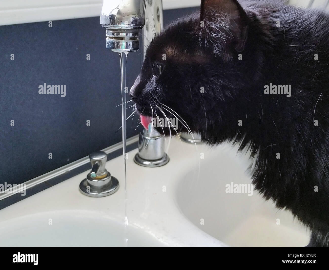 black and white tuxedo cat drinking water from kitchen sink faucet