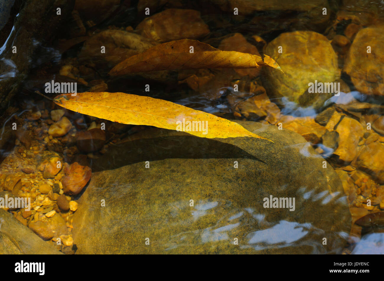 Laubblatt schwimmt in einem Fluss . Stock Photo