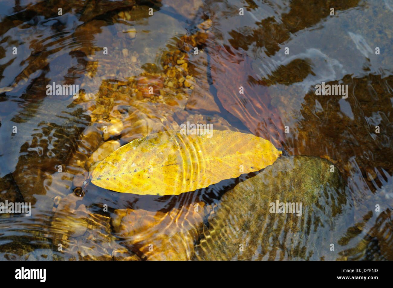 Laubblatt schwimmt in einem Fluss . Stock Photo