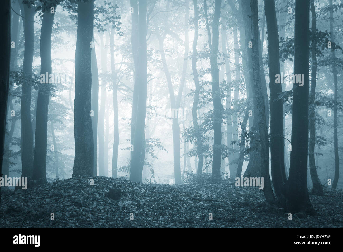 dark fantasy forest with trees in fog, halloween background Stock Photo