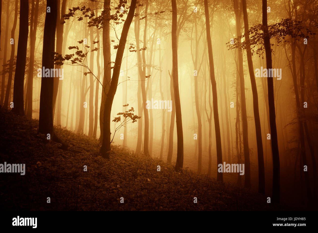 autumn sunset in mysterious foggy forest Stock Photo