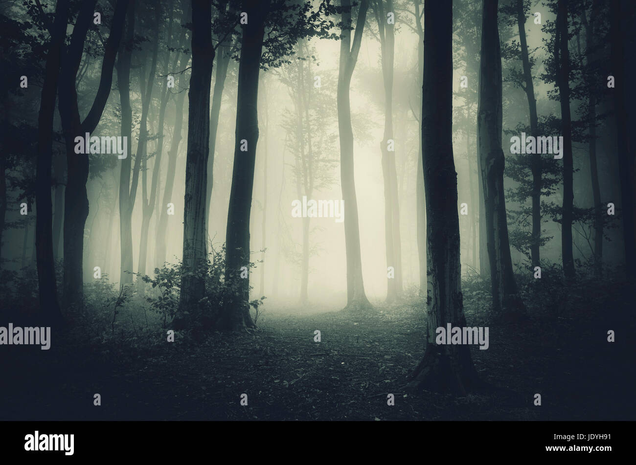 Enchanted night forest hi-res stock photography and images - Alamy