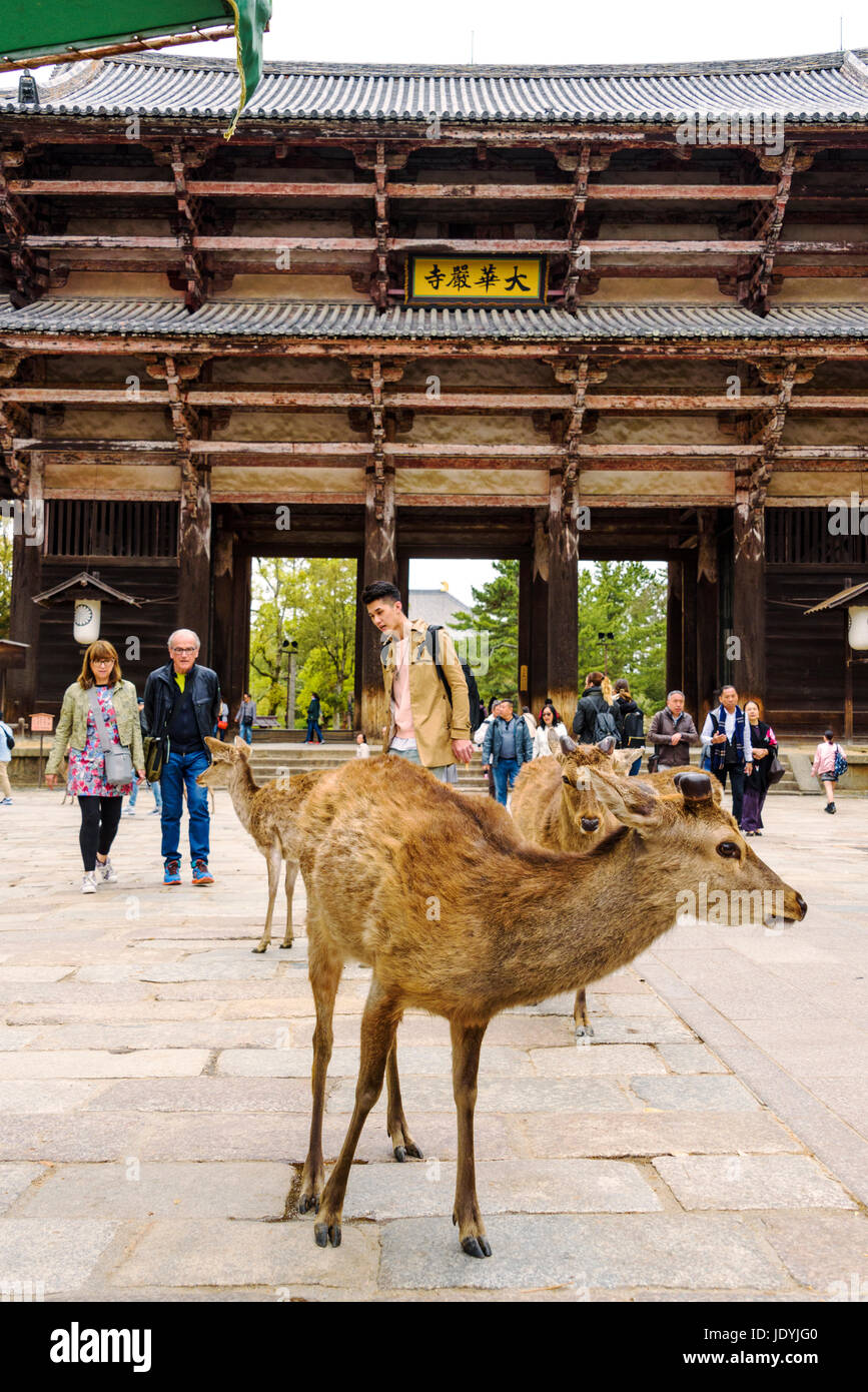 Deer at the Great South Gate Nandaimon. Tōdai-ji, Eastern Great Temple Stock Photo