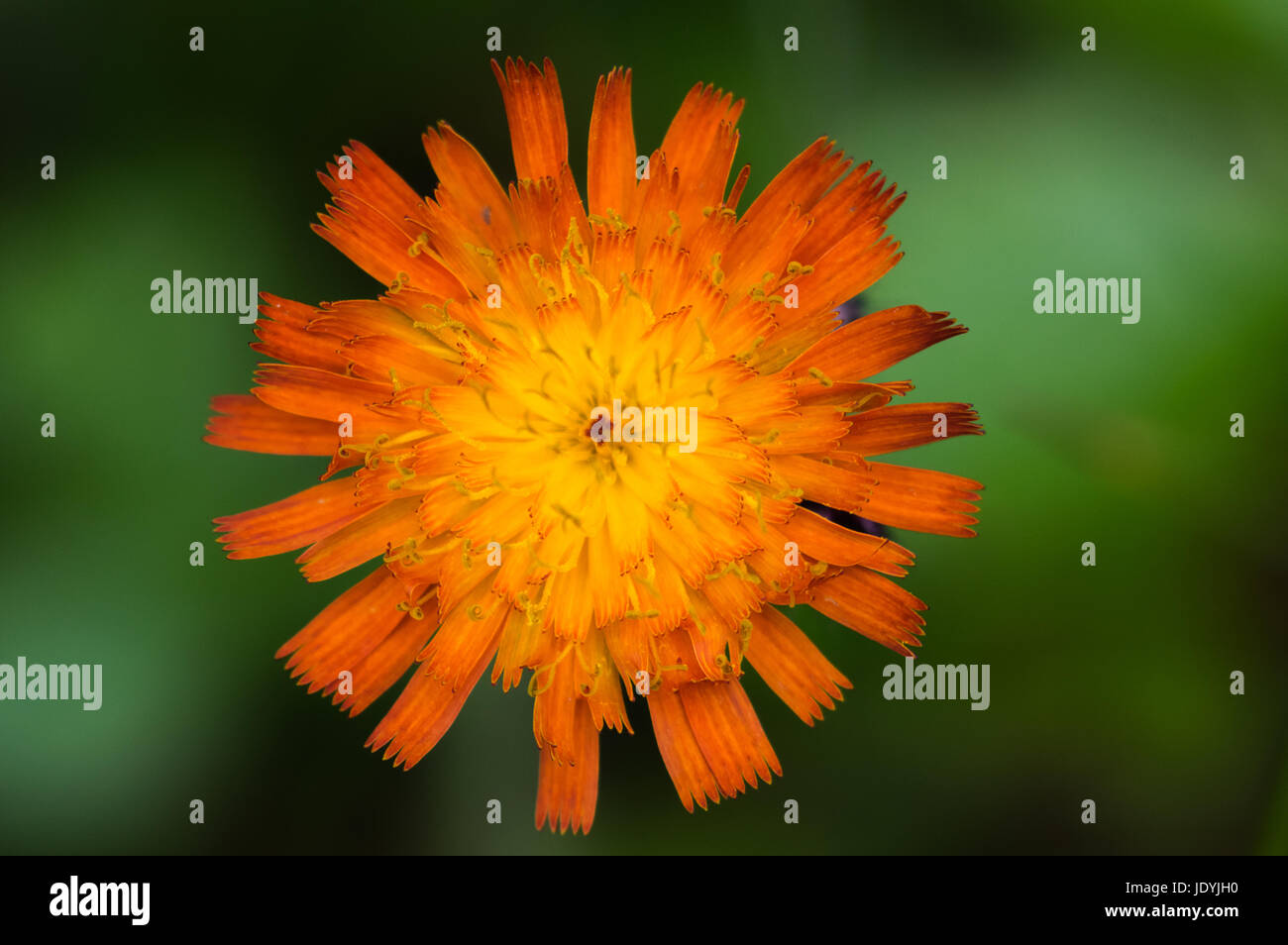 Close up shot of hawkweed or hieracium, an invasive orange wild