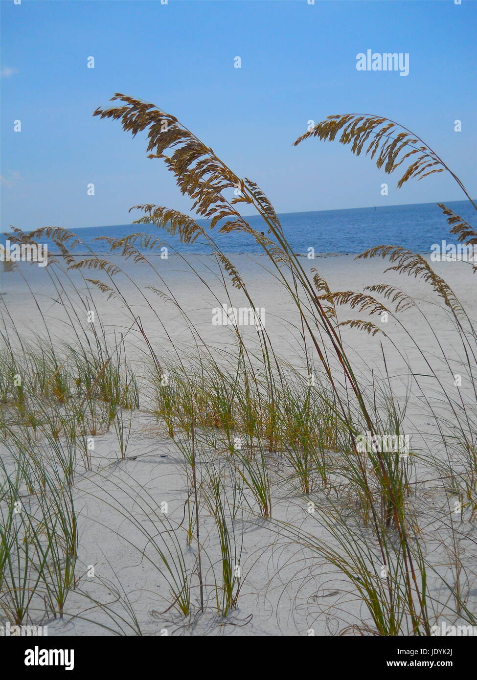 Beach Grass Stock Photo