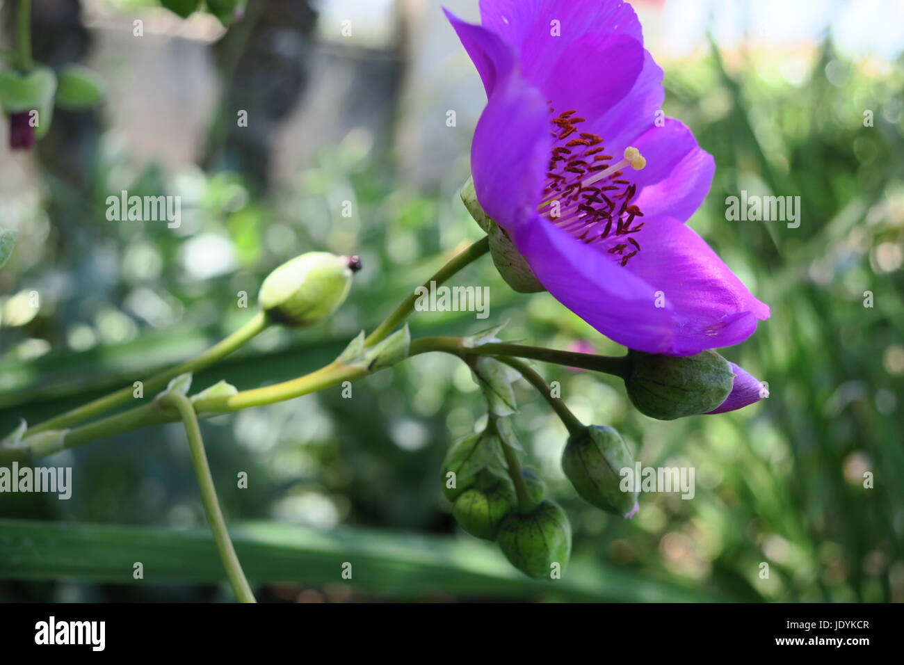 Violet-colored flower (side view Stock Photo - Alamy