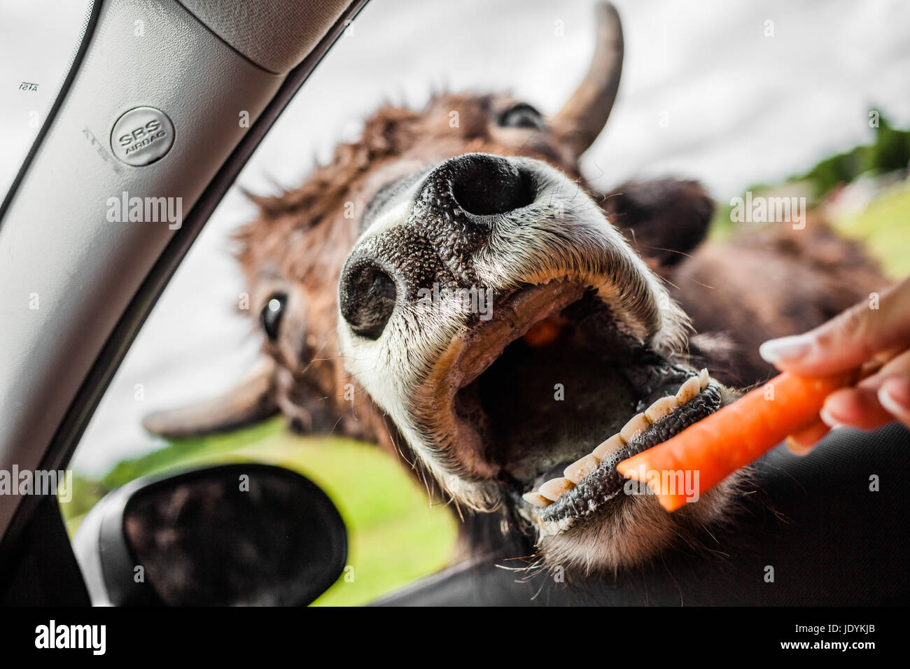 Editorial July 29, 2014. Girl feeding a Cow during the Car Circuit