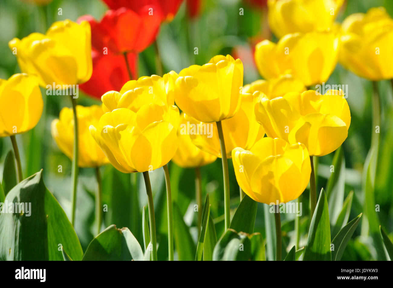 Tulpe blumengarten hires stock photography and images Alamy