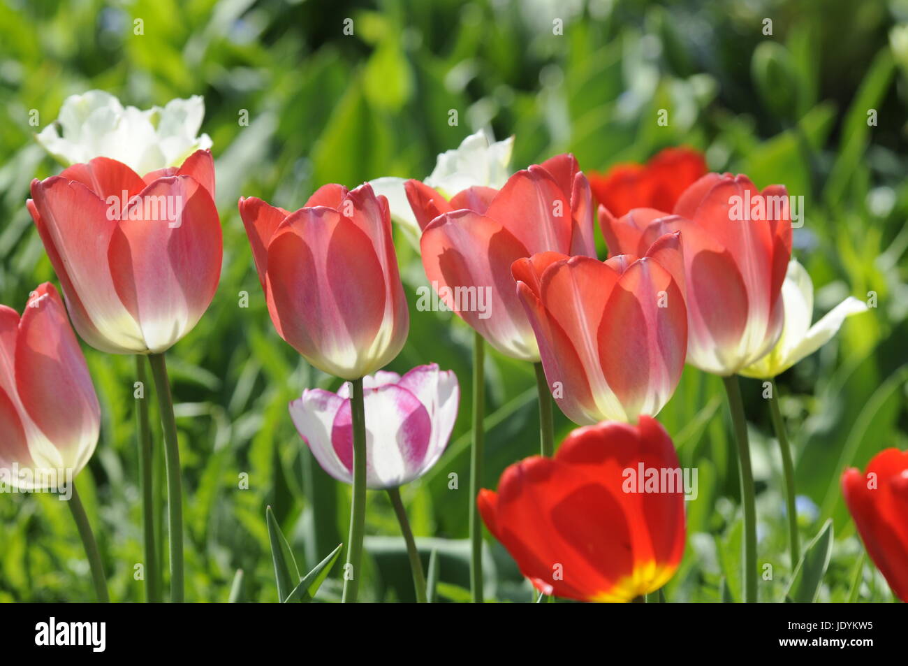 Tulpe blumengarten hires stock photography and images Alamy