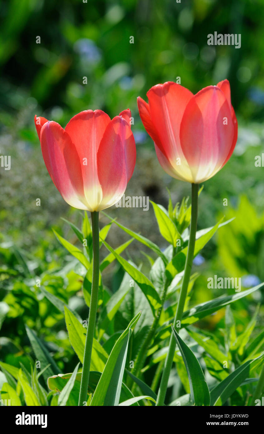 Tulpen, tulpe, tulipa, rot, pink, rosa, garten, gartenblume