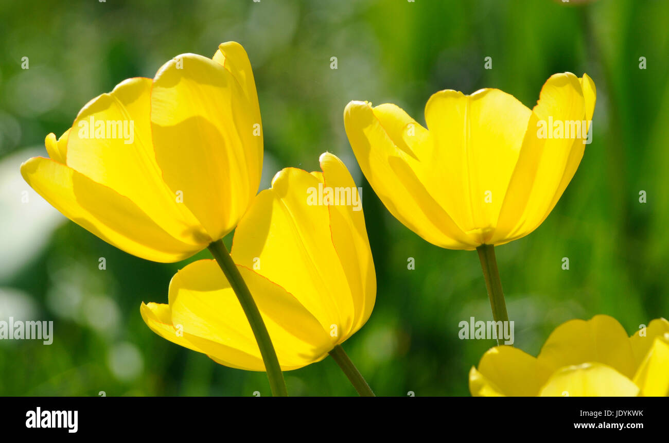 Tulpen, tulpe, tulipa, gelb, weiß, garten, gartenblume, gartenblumen