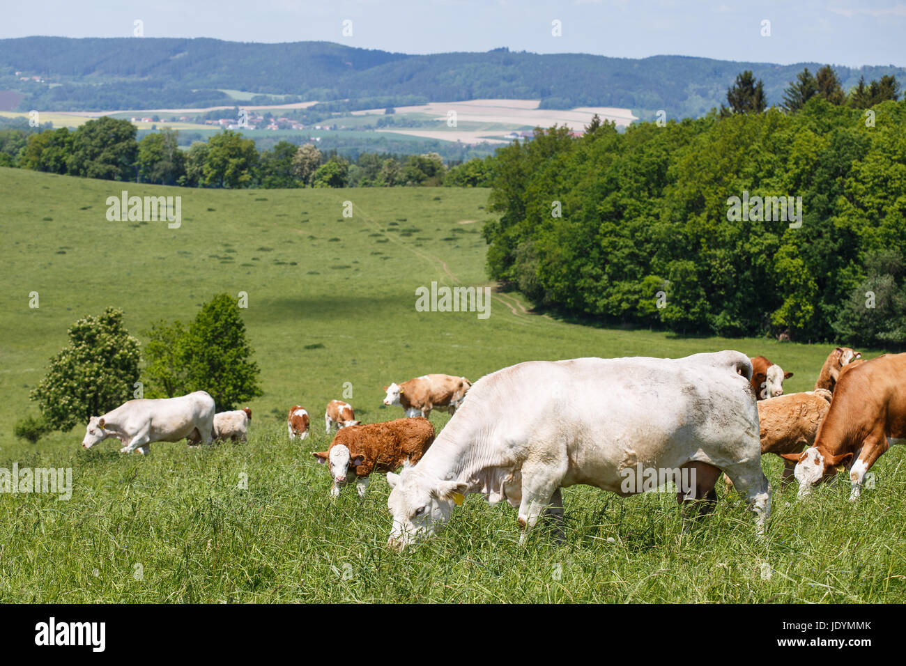 Herd of cows and calves grazing on a green meadow Stock Photo - Alamy