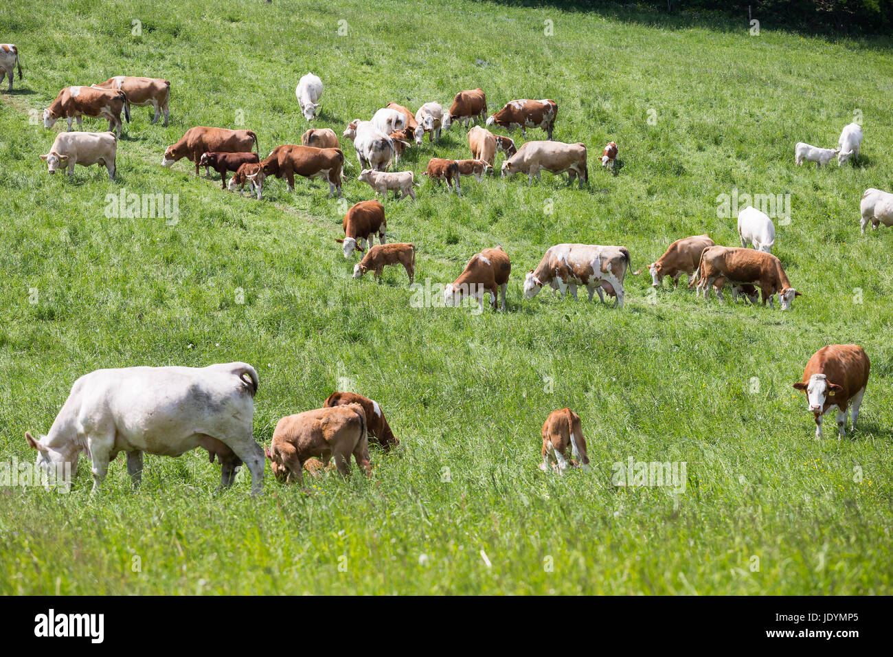 Herd of cows and calves grazing on a green meadow Stock Photo - Alamy