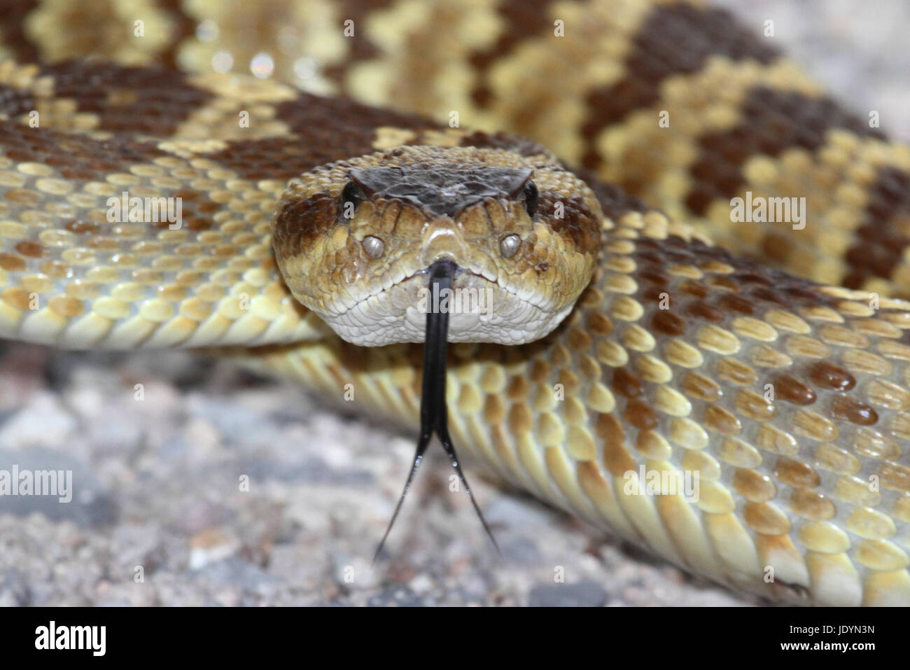 Black-tailed Rattlesnake (Crotalus molossus) coiled to strike in the desert with its tongue sticking out Stock Photo