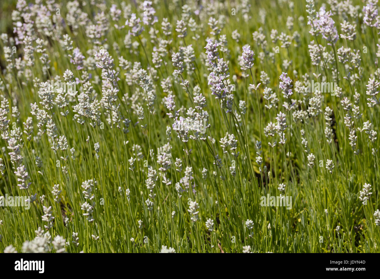 June flowers and foliage of the shrubby English lavender, Lavandula angustifolia 'Rosea' Stock Photo