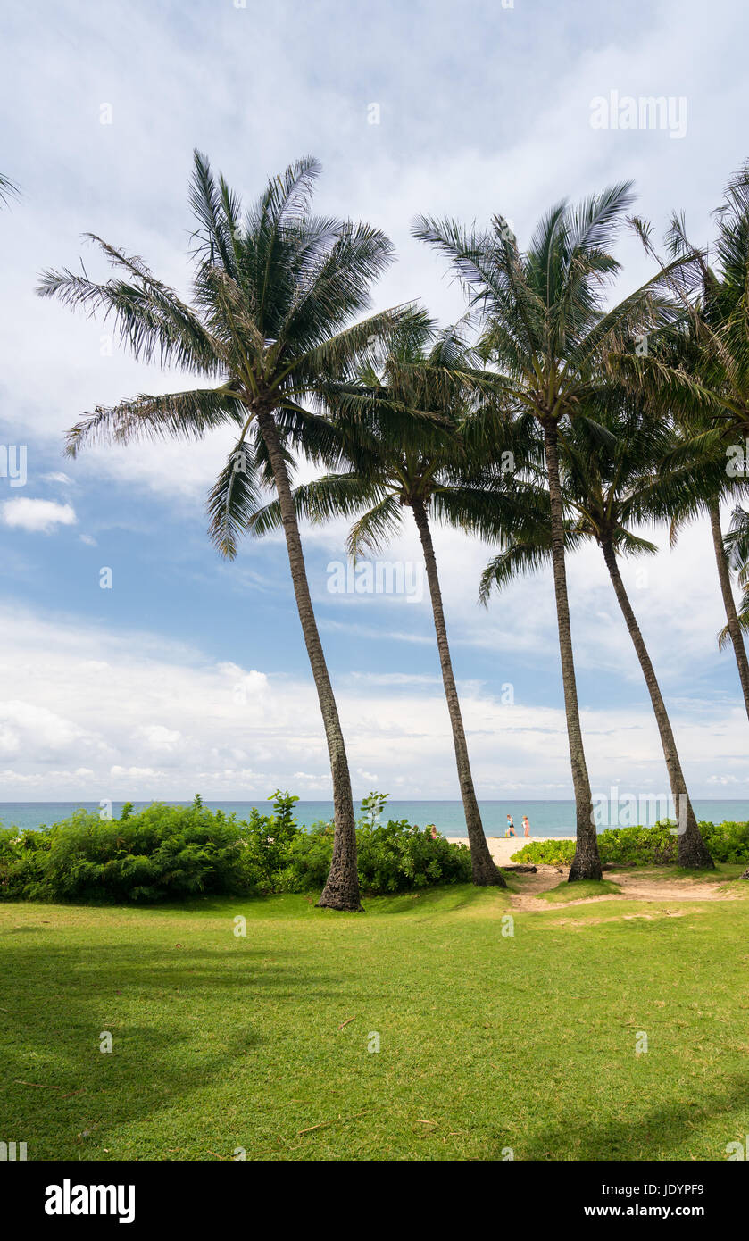 Palm trees frame the ocean near Poipu Stock Photo - Alamy