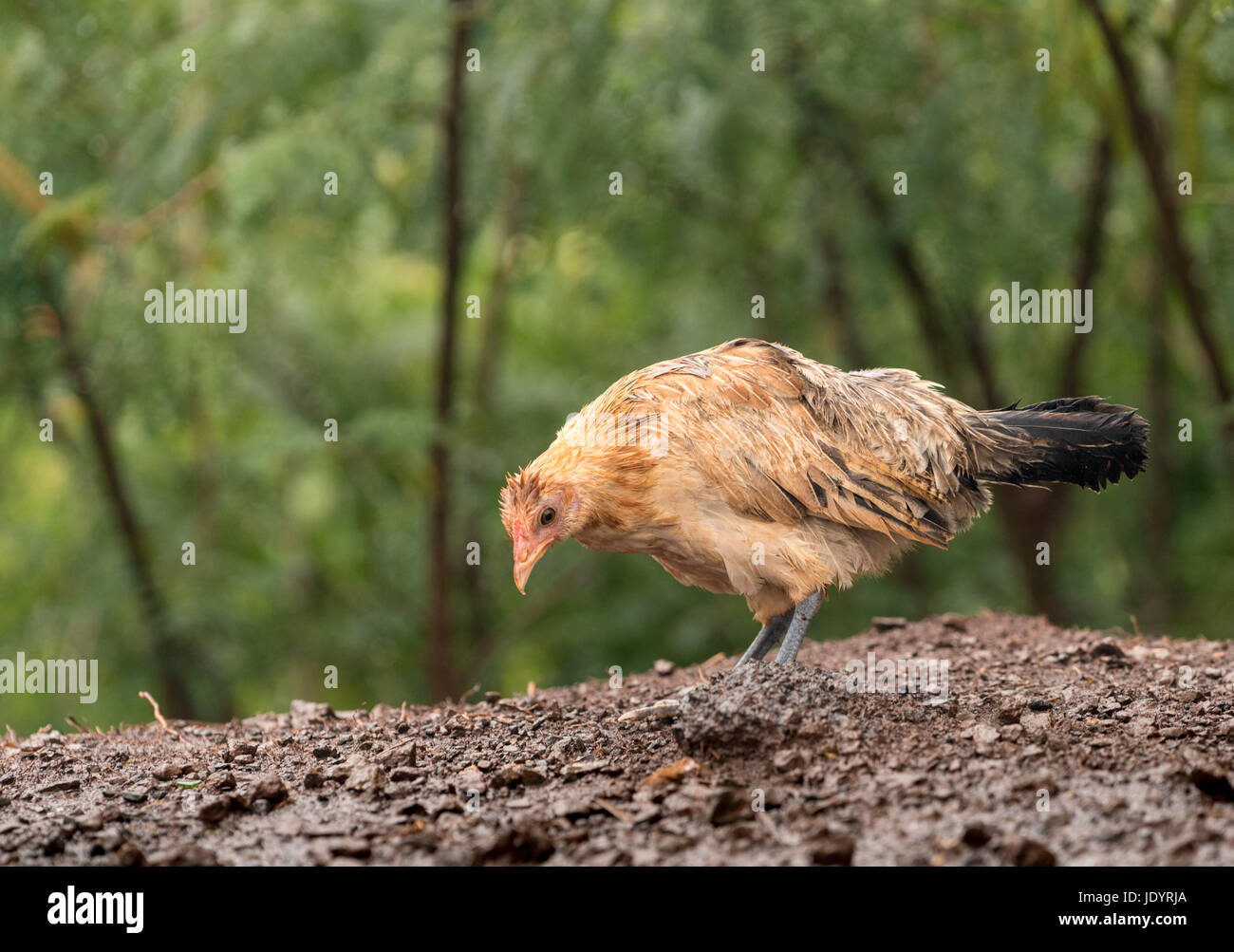 Wild poultry on Kauai soaking wet after rain storm Stock Photo