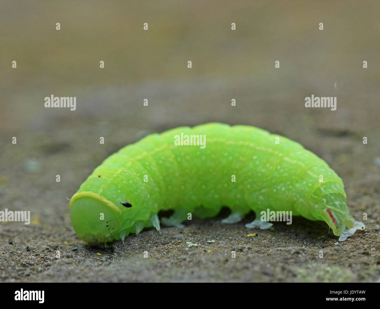 Green butterfly caterpillar hi-res stock photography and images - Alamy