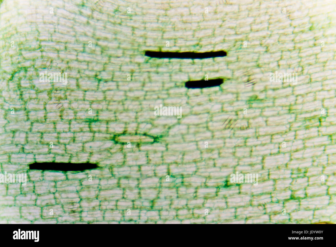 Micro Photo: Plant Cells of Demersum Stock Photo