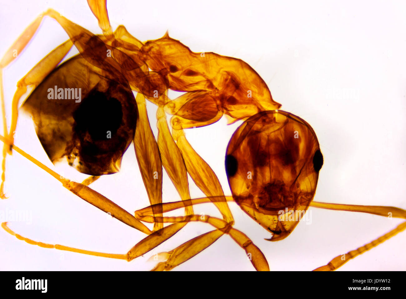 Micro Photo of an Ant Stock Photo