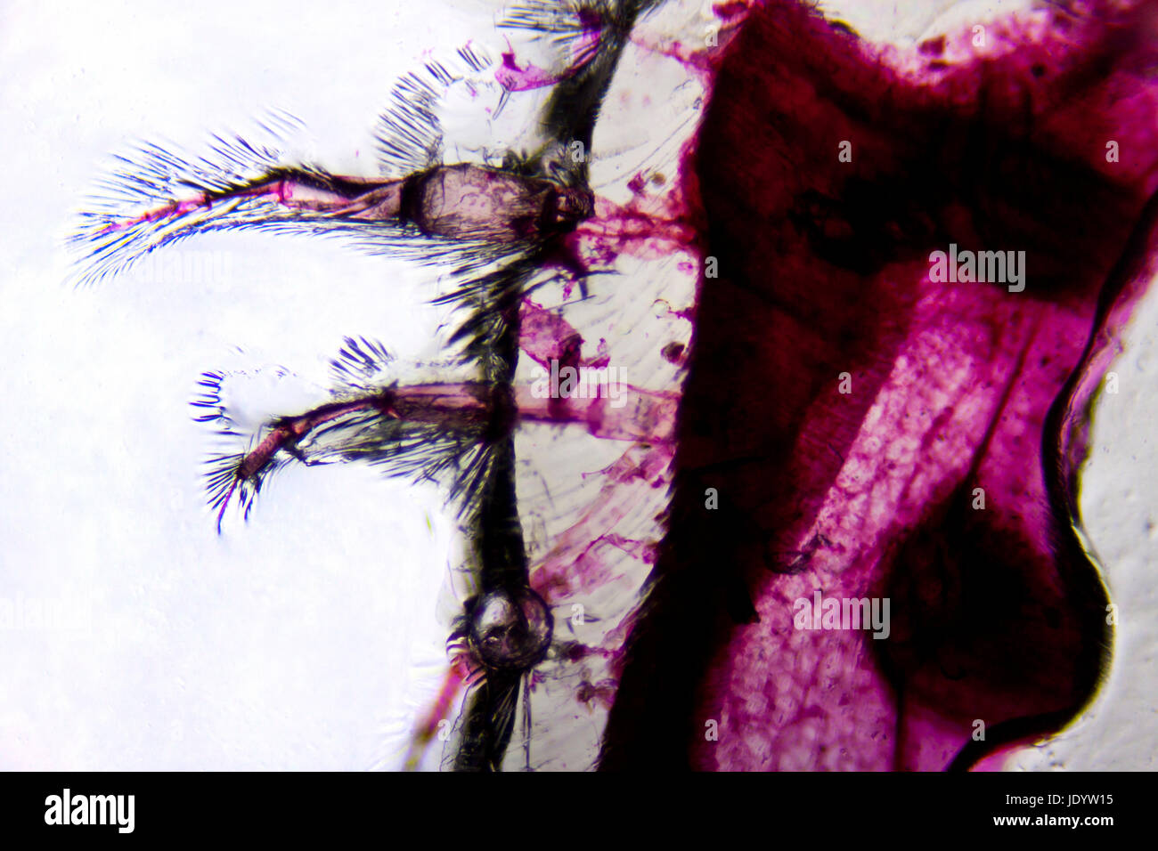 Micro Photo of a Helianthus Stem Stock Photo