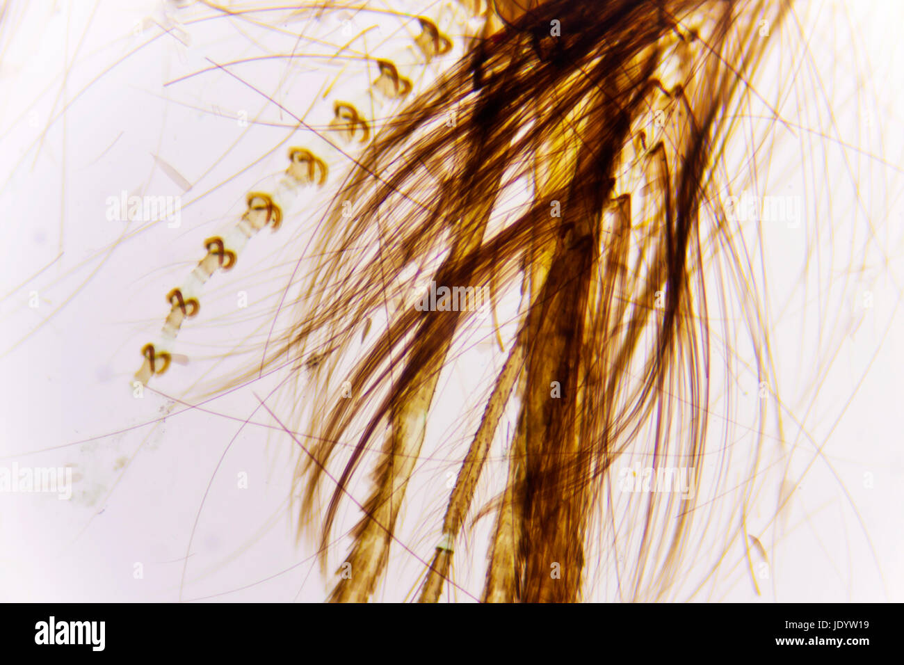 Micro Photo: Detail of a Mosquito Head Stock Photo
