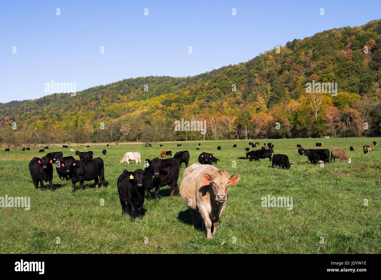 Curious cows in a pasture with hills and blue sky. Horizontal. Stock Photo
