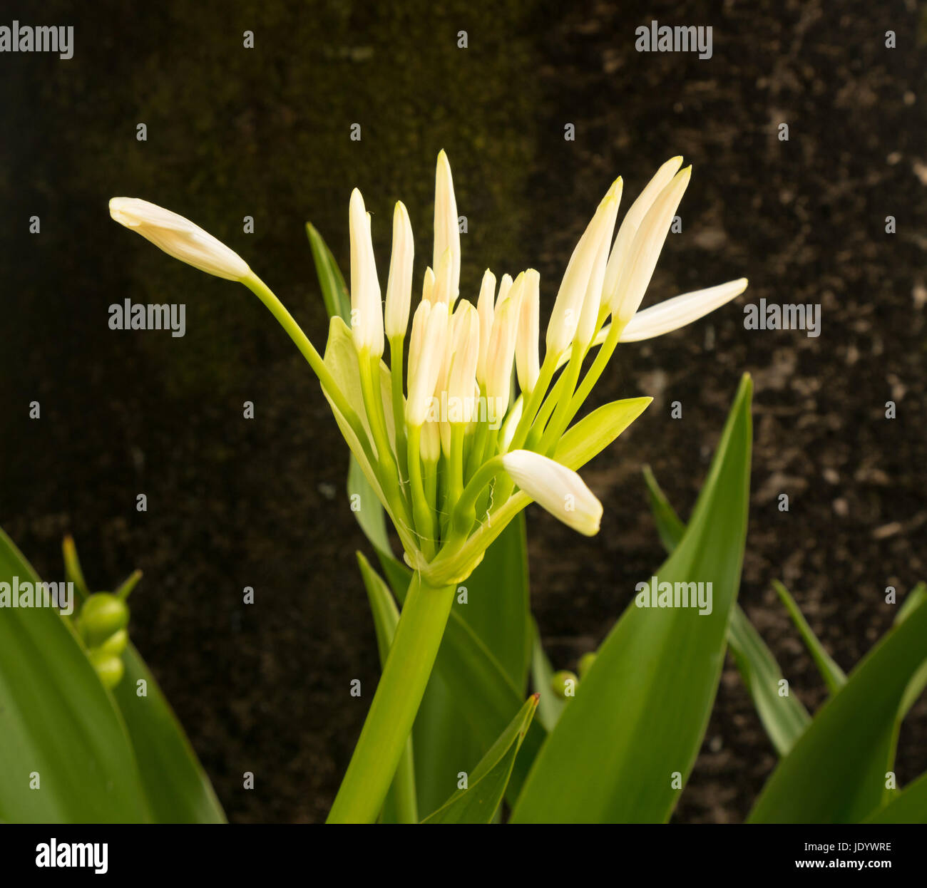 Hawaiian spider lily hi-res stock photography and images - Alamy