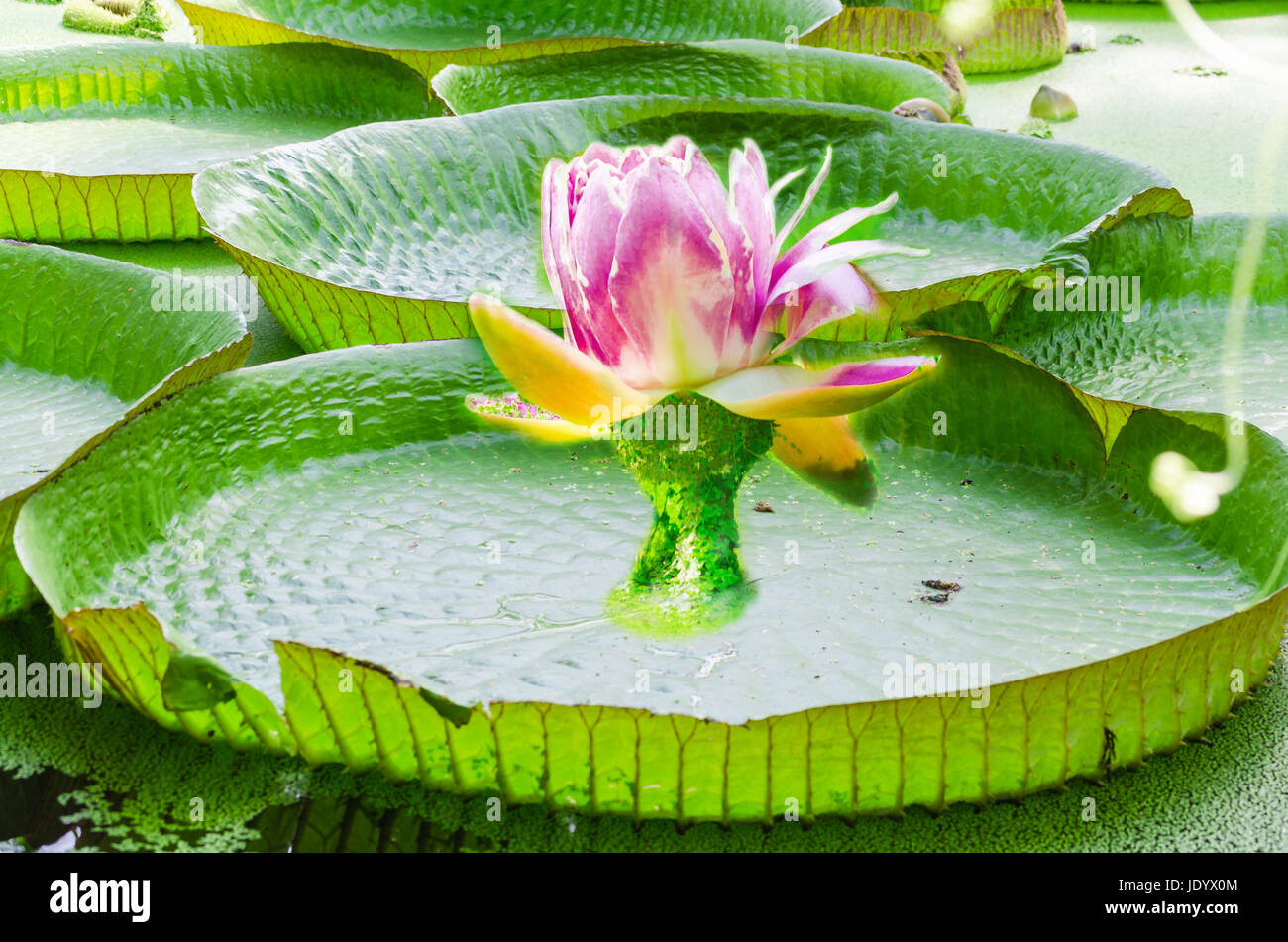 Amazonas riesenseerose hi-res stock photography and images - Alamy