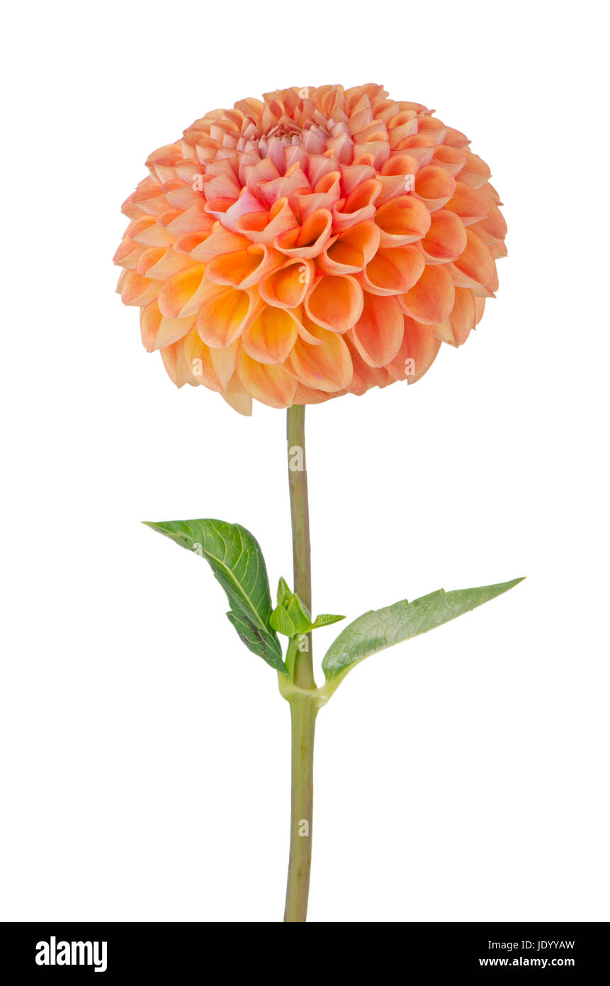 Beautiful dahlia flower isolated on white background Stock Photo - Alamy