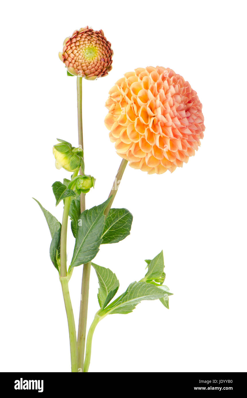 Beautiful dahlia flower isolated on white background Stock Photo - Alamy