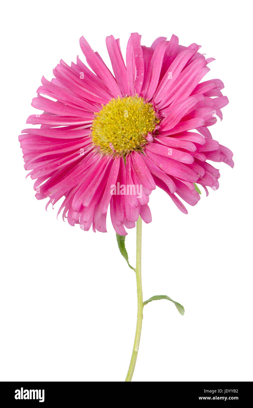 Pink daisy flower isolated on white background Stock Photo - Alamy