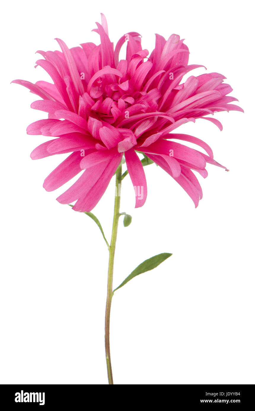 Pink daisy flower isolated on white background Stock Photo - Alamy