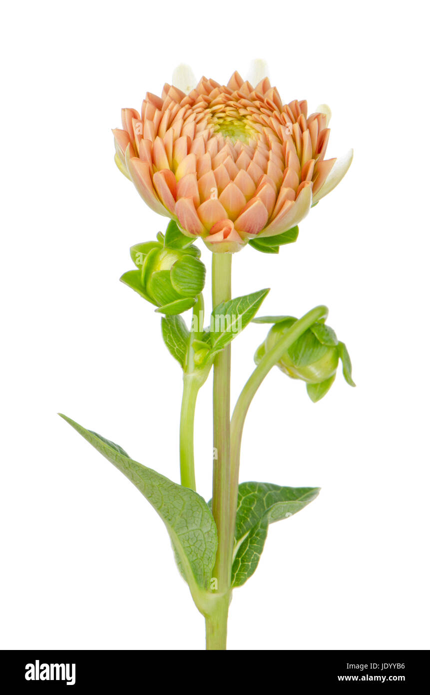 Beautiful dahlia flower isolated on white background Stock Photo - Alamy