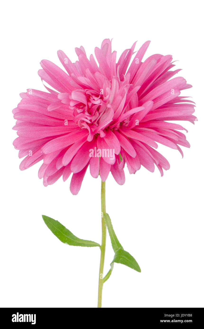 Pink daisy flower isolated on white background Stock Photo - Alamy