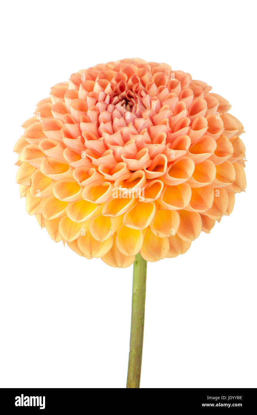 Beautiful dahlia flower isolated on white background Stock Photo - Alamy