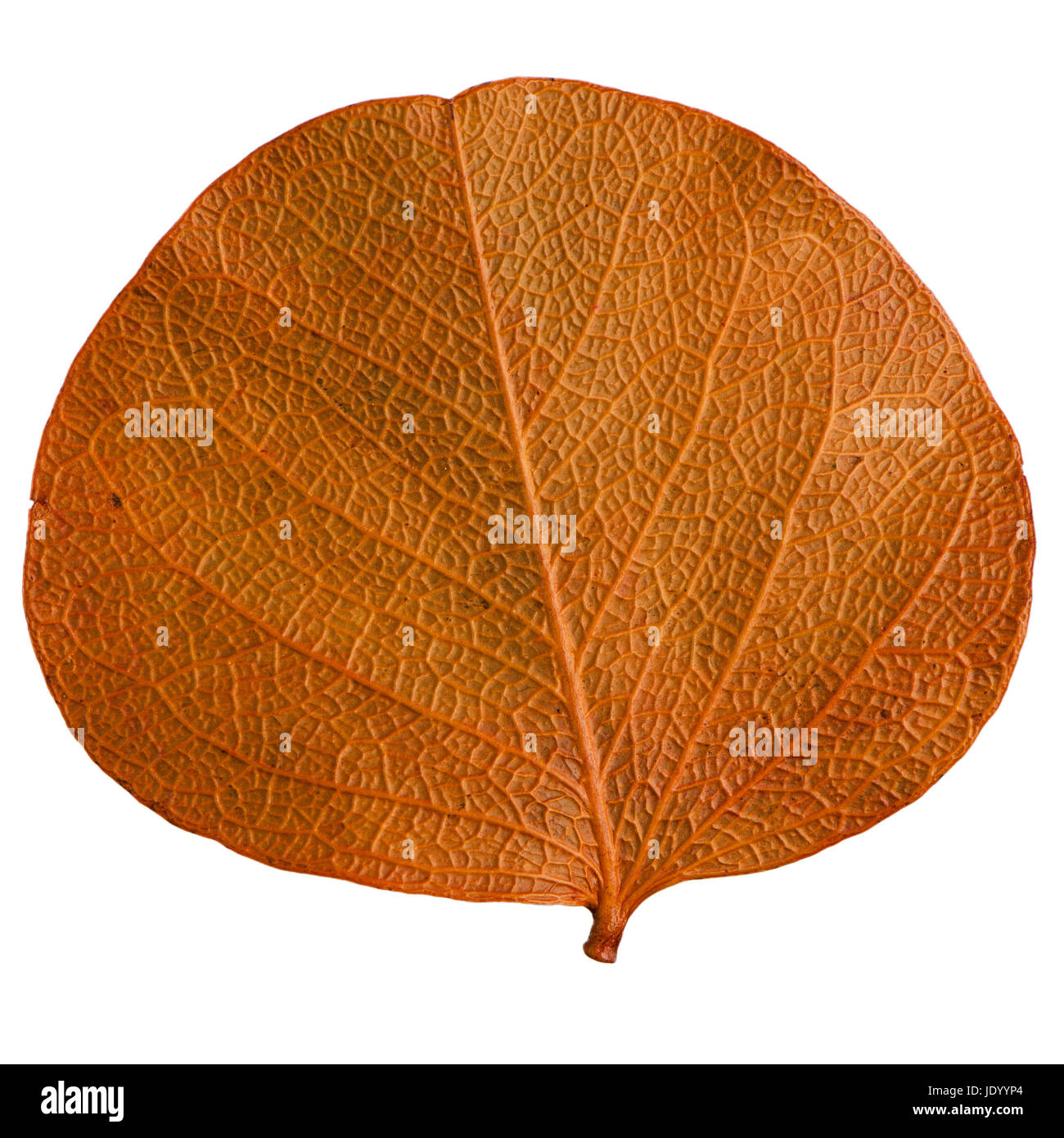 Autumn leaf isolated on white background Stock Photo - Alamy