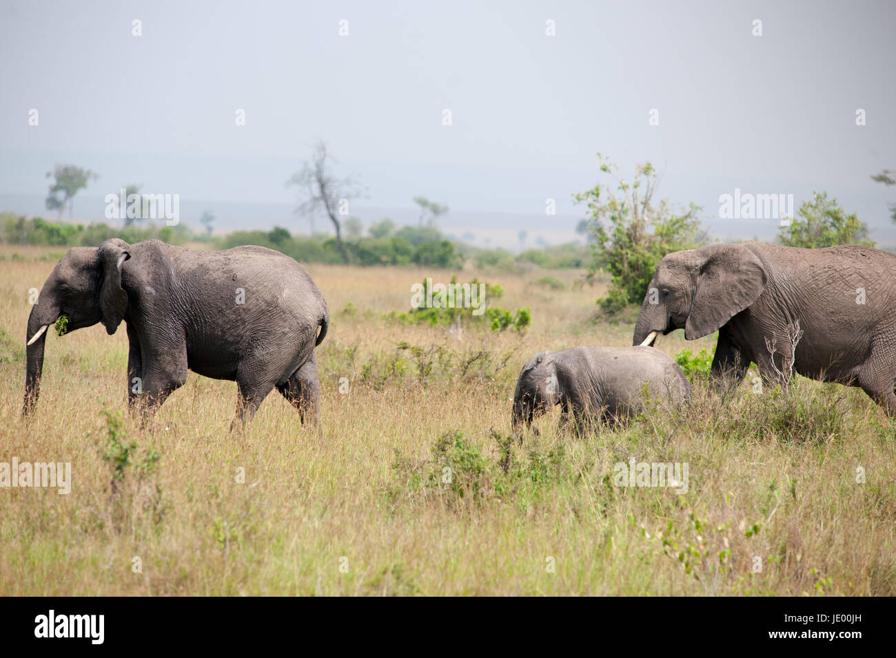elephant in the savannah of africa Stock Photo - Alamy