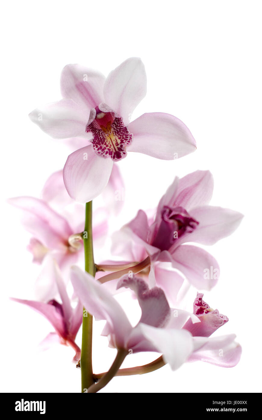 White and pink orchids on white isolated background Stock Photo - Alamy