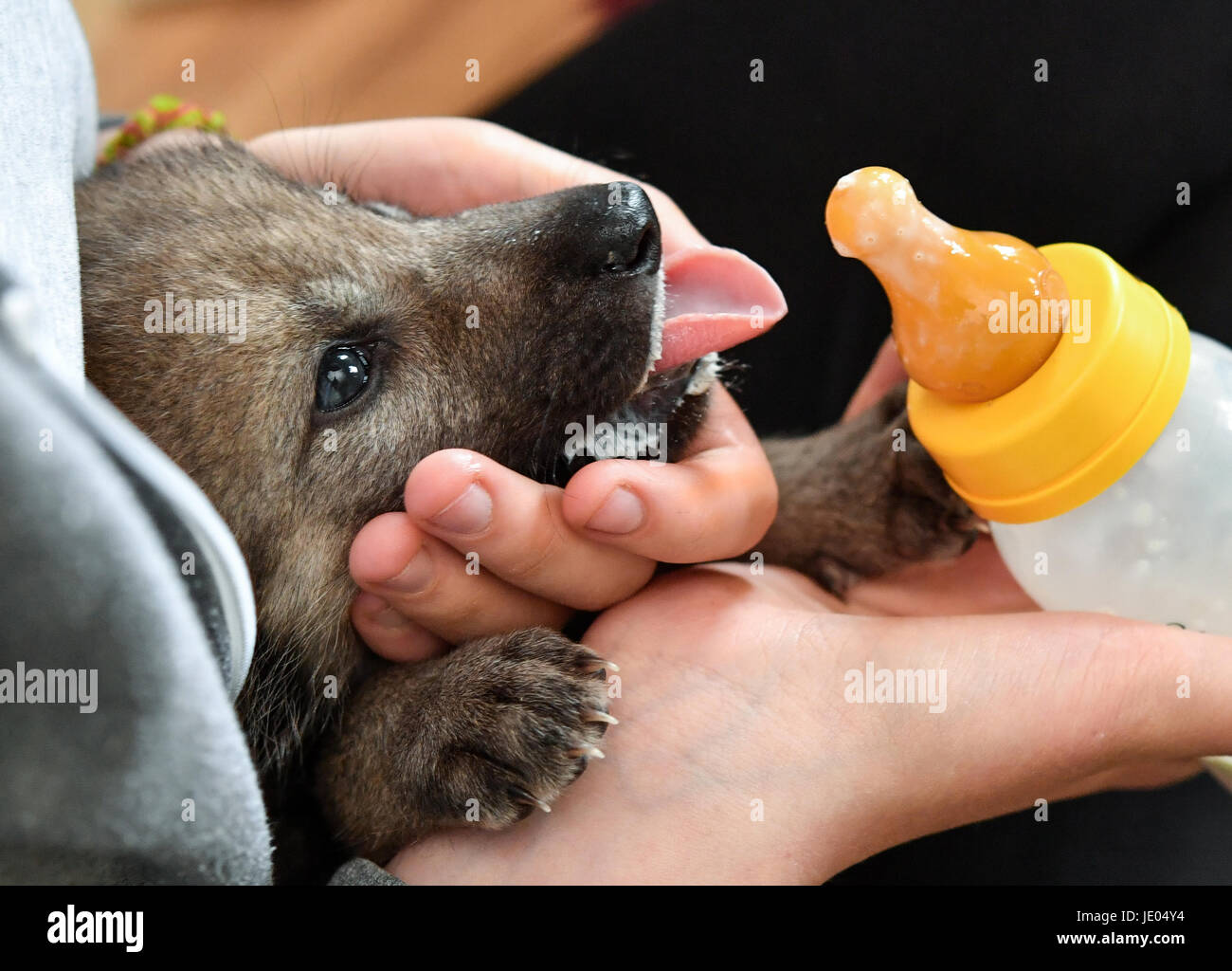 puppy nursing bottle